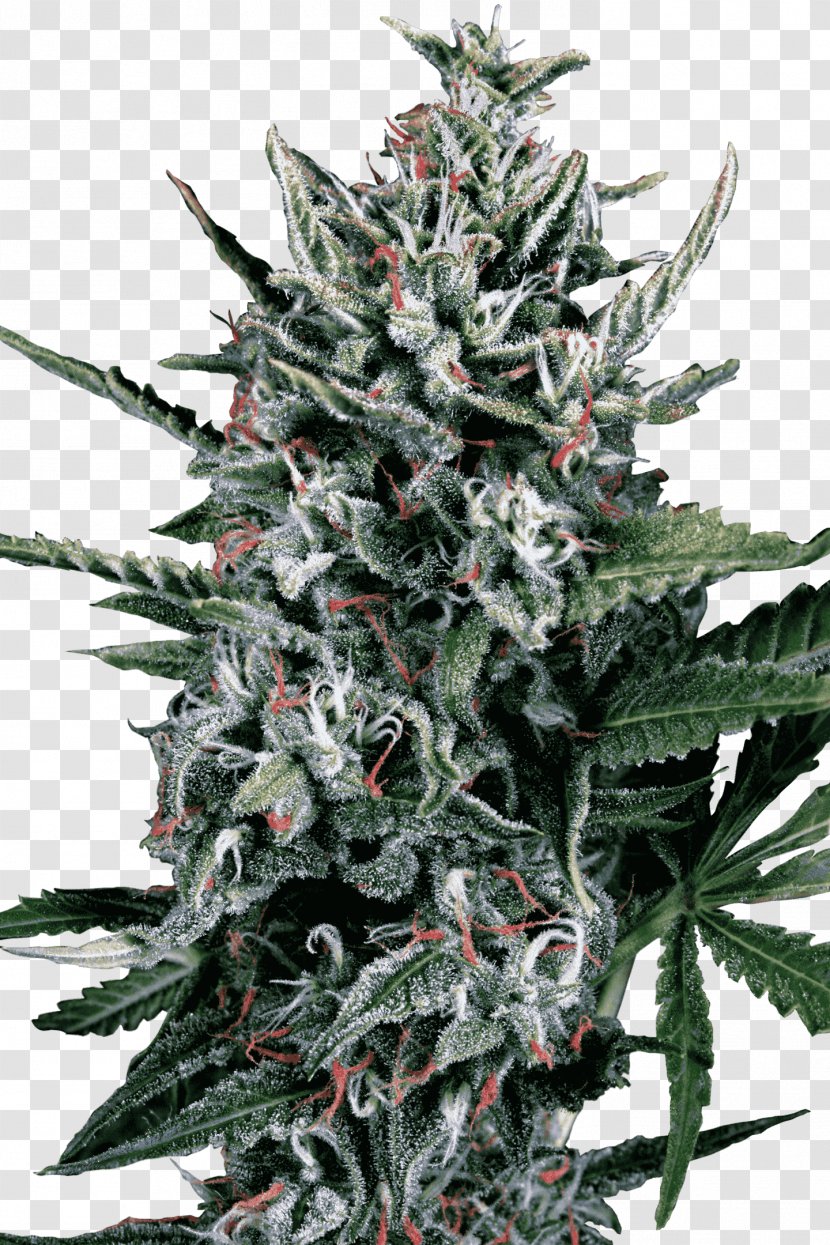 Autoflowering Cannabis Car Seed Hemp - White Widow Transparent PNG