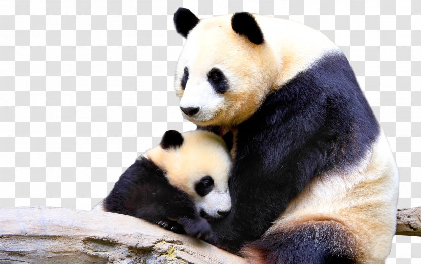 Giant Panda Infant Animal Mother Cuteness - Snout Transparent PNG