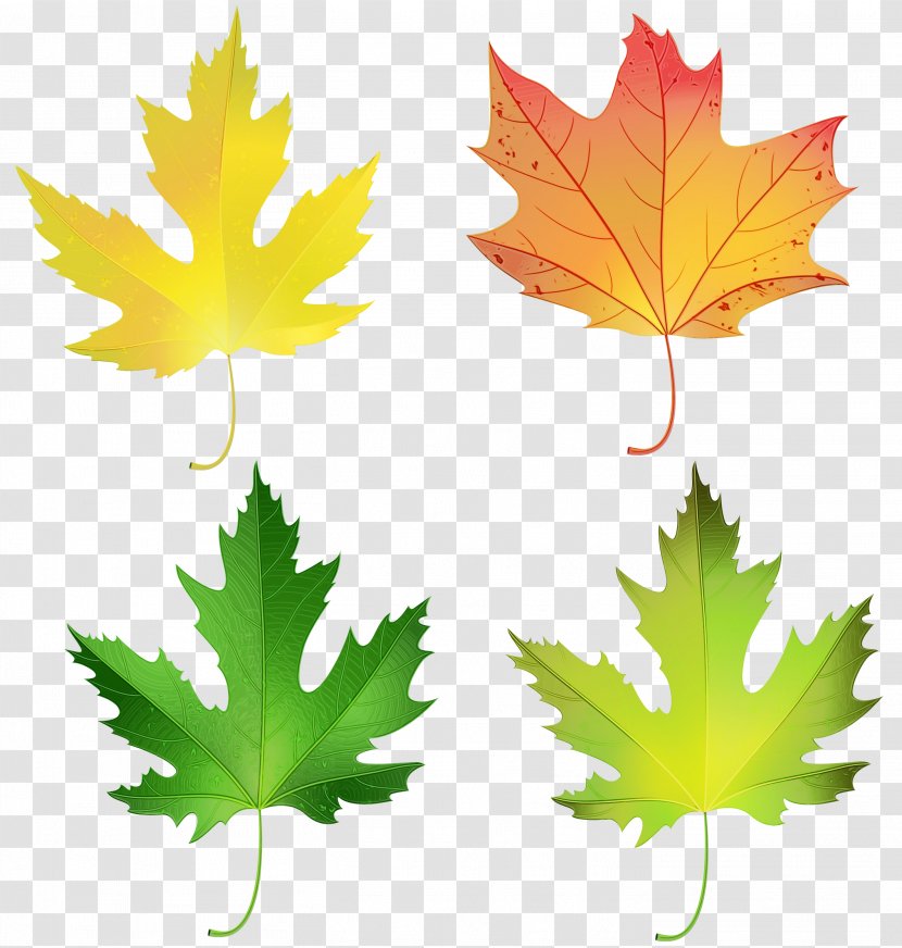 Canada Maple Leaf - Sugar - Deciduous Flower Transparent PNG