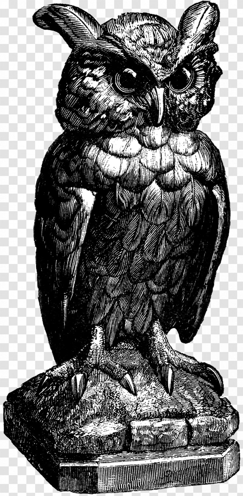 Owl Clip Art Graphics Illustration Download - Bird Of Prey Transparent PNG