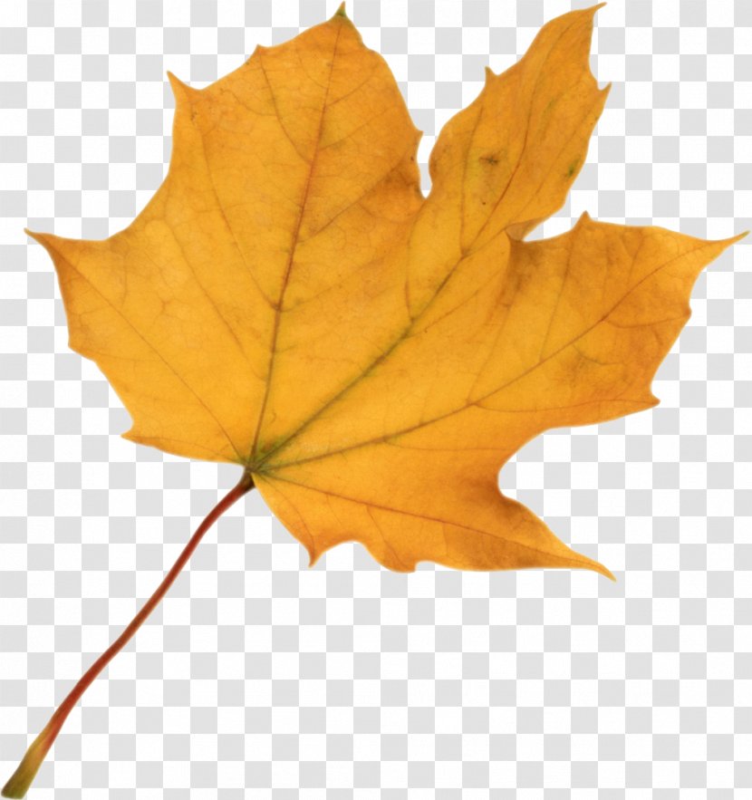 Autumn Leaf Color Clip Art - Maple - Leaves Transparent PNG