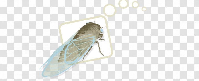 Pest - Wing - Insect Transparent PNG