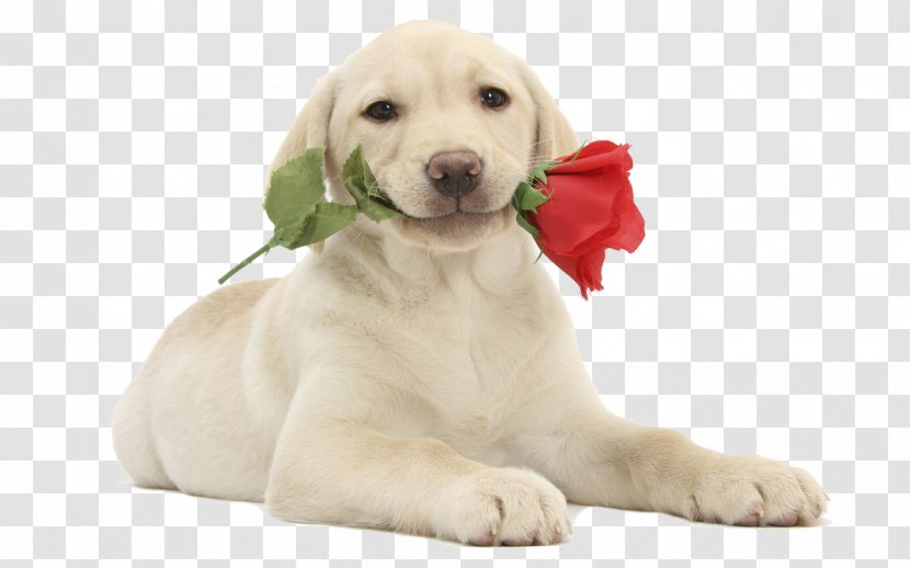 The Labrador Retriever Puppy Kitten - Dog Breed - Golden Transparent PNG