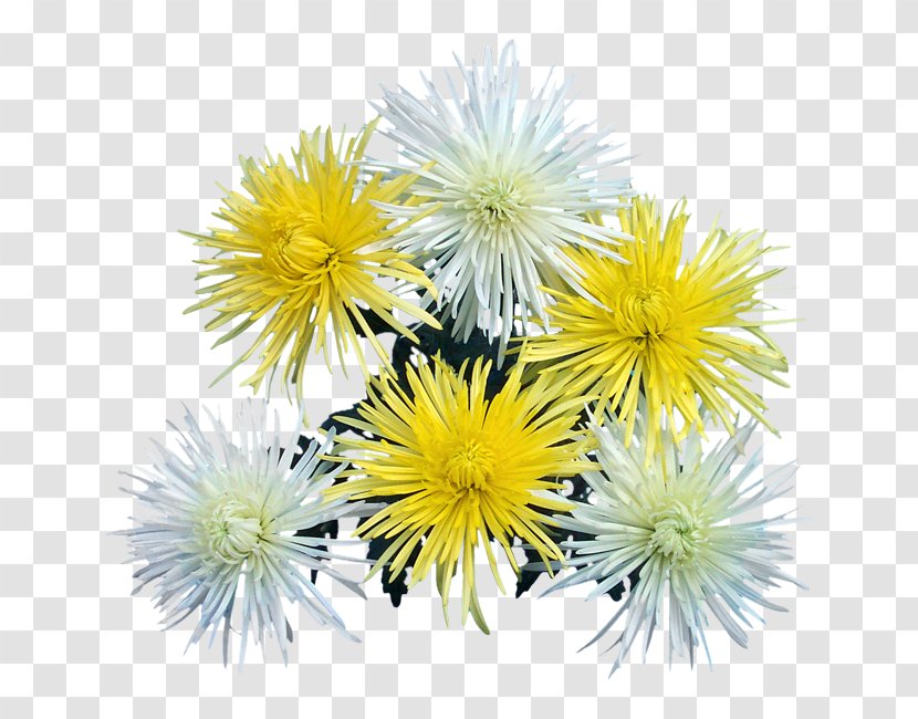 Dandelion Chrysanthemum Annual Plant - Flowering - Albert Camus Transparent PNG