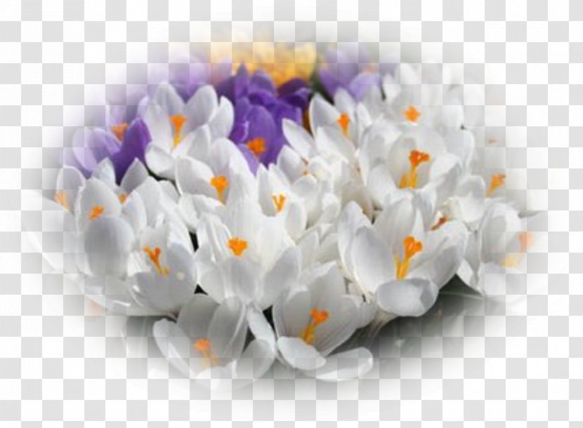 Television The White Spring Colony Of Nova Scotia Color - Petal - Crocus Transparent PNG