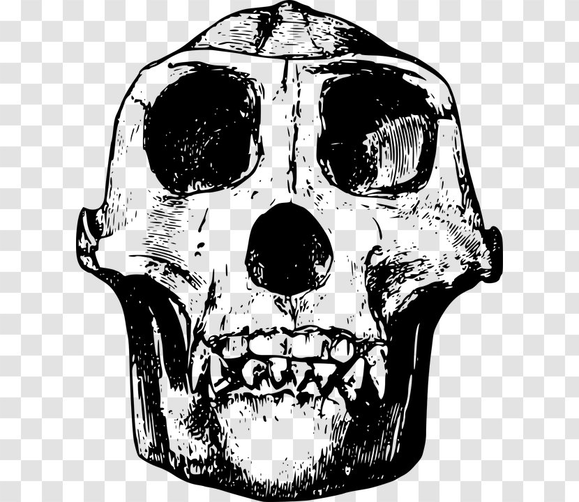 Gorilla Skull Clip Art - Pixabay - Simple Black Animal Bones Transparent PNG