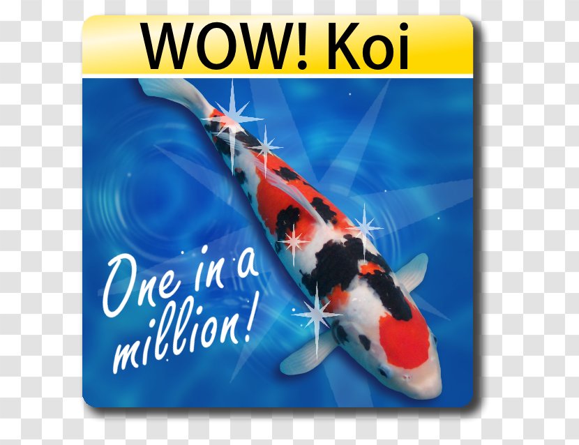 Butterfly Koi Tanchō Blackwater Creek Farm Fish - Bickal Transparent PNG