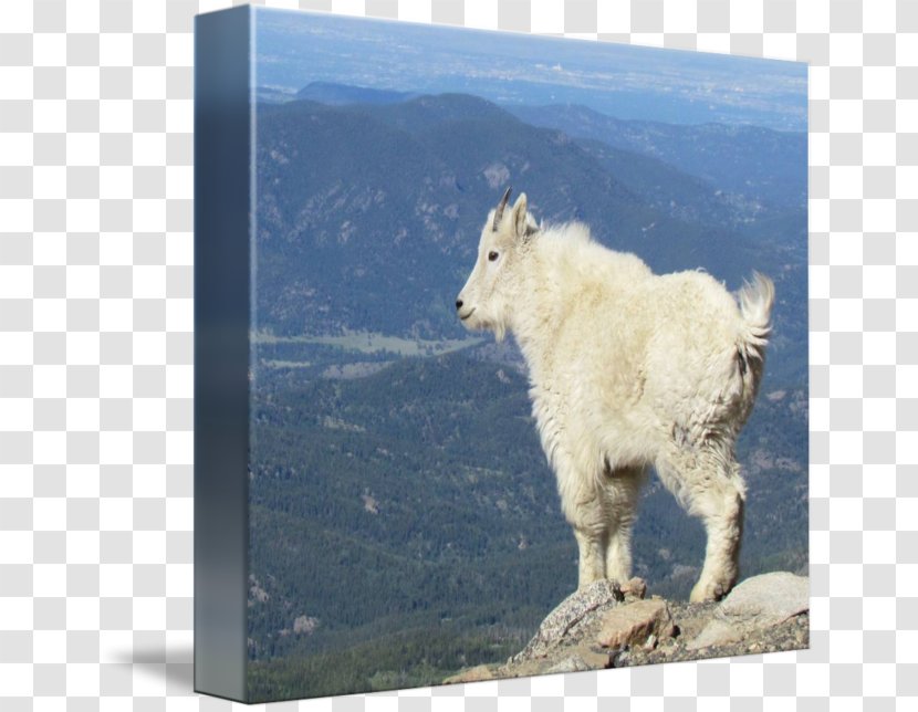 Mountain Goat Wildlife Sky Plc - Cow Family Transparent PNG