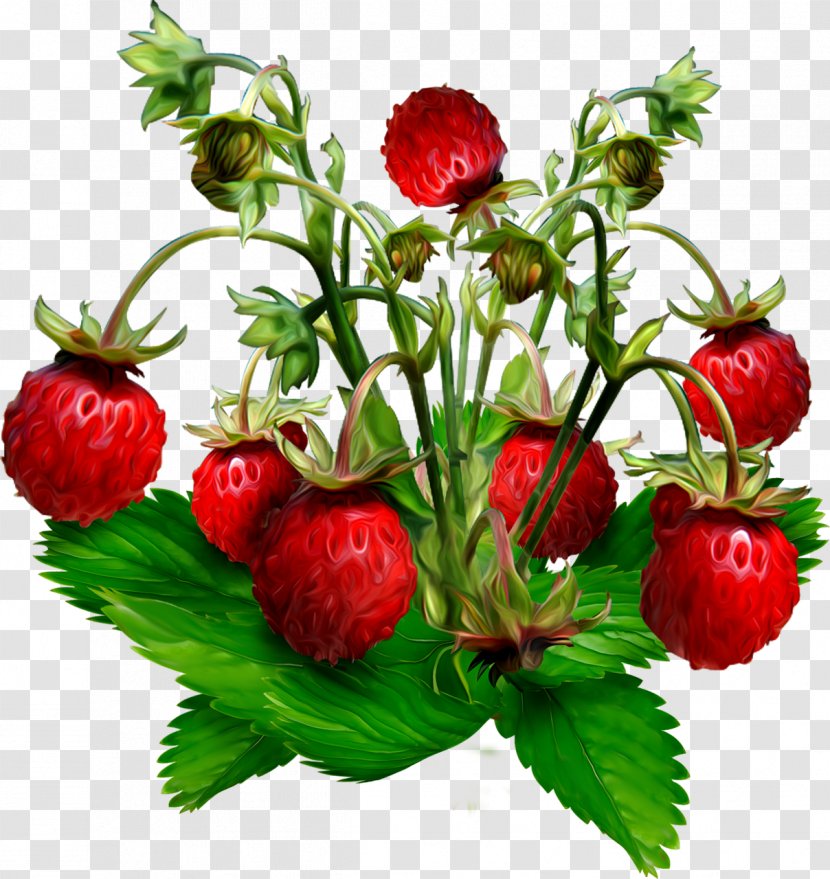 Musk Strawberry Gooseberry Wild Jostaberry - Fruit Transparent PNG
