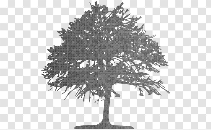 Tree Clip Art Oak Vector Graphics - Deciduous Transparent PNG