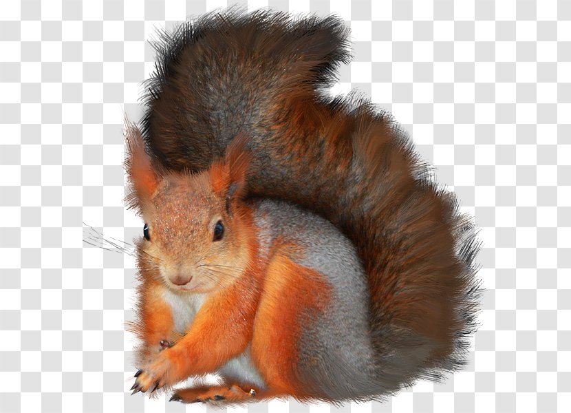 Clip Art Computer File Psd Adobe Photoshop - Mammal - Squirrel Appreciation Day Transparent PNG