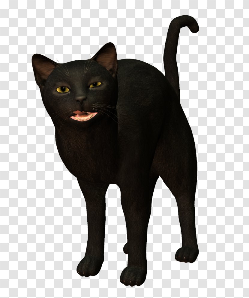 British Shorthair Kitten Black Cat American Persian - Whiskers Transparent PNG