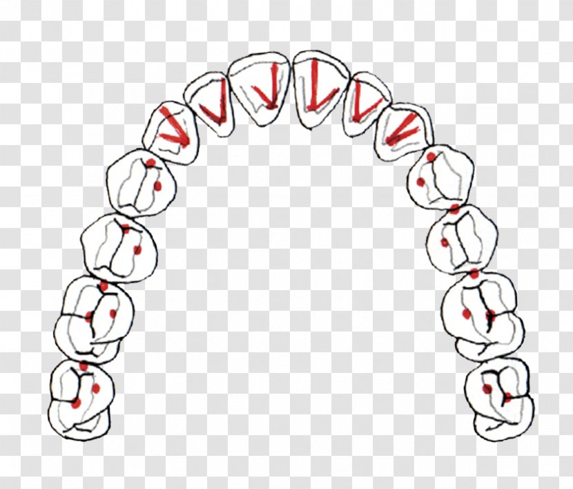 Occlusion Dentistry Dental Midline Centric Relation Braces - Flower - Tree Transparent PNG