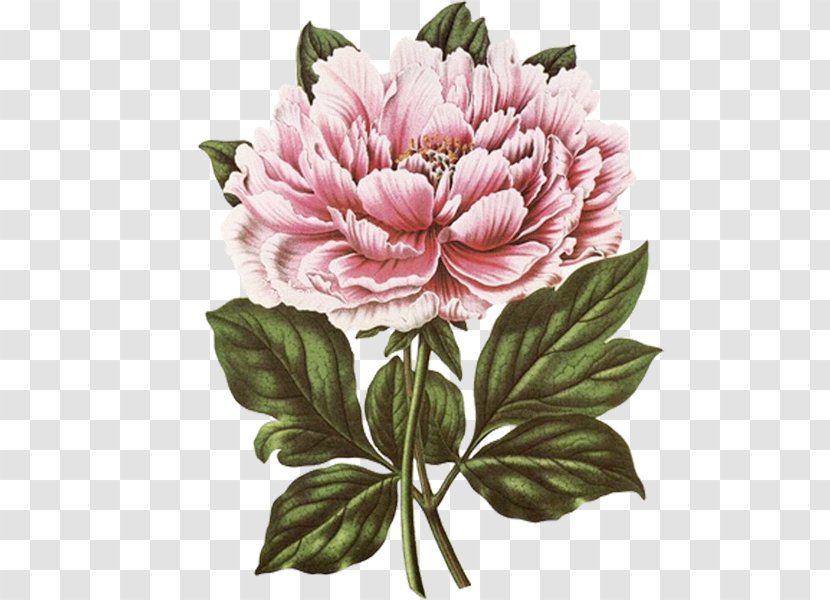 New York Botanical Garden Illustration Botany Tree Peony Clip Art - Flowering Plant - Flower Transparent PNG