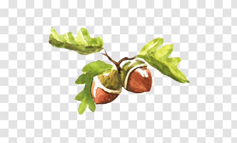 Fruit Watercolor Painting Acorn Illustration - Poster - Hand Material Picture Transparent PNG