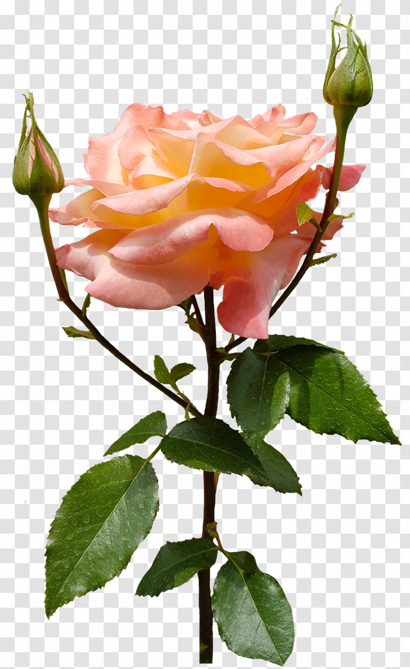 Garden Roses Cabbage Rose Floribunda - ROSE Milk Transparent PNG