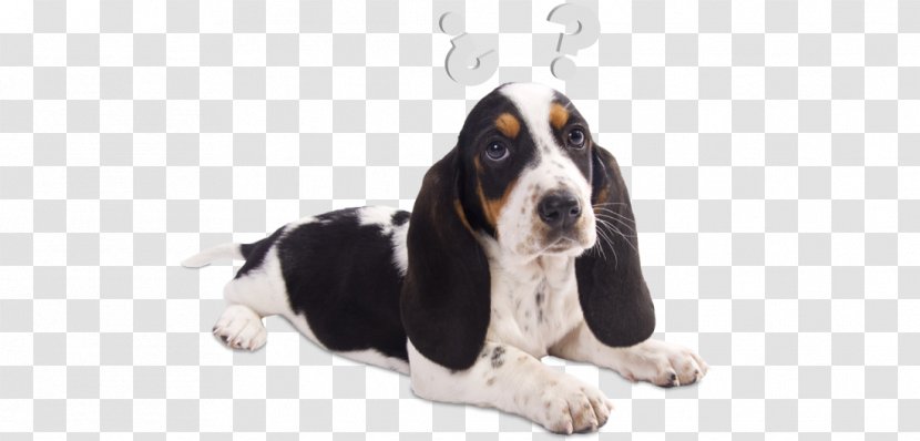 Basset Hound Artésien Normand Puppy Treeing Walker Coonhound Dog Breed Transparent PNG
