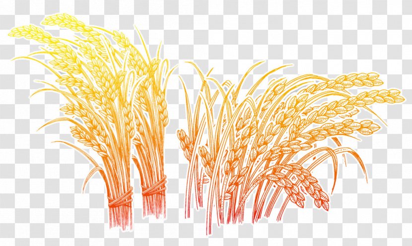 Oryza Sativa Wheat Rice - Orange Transparent PNG
