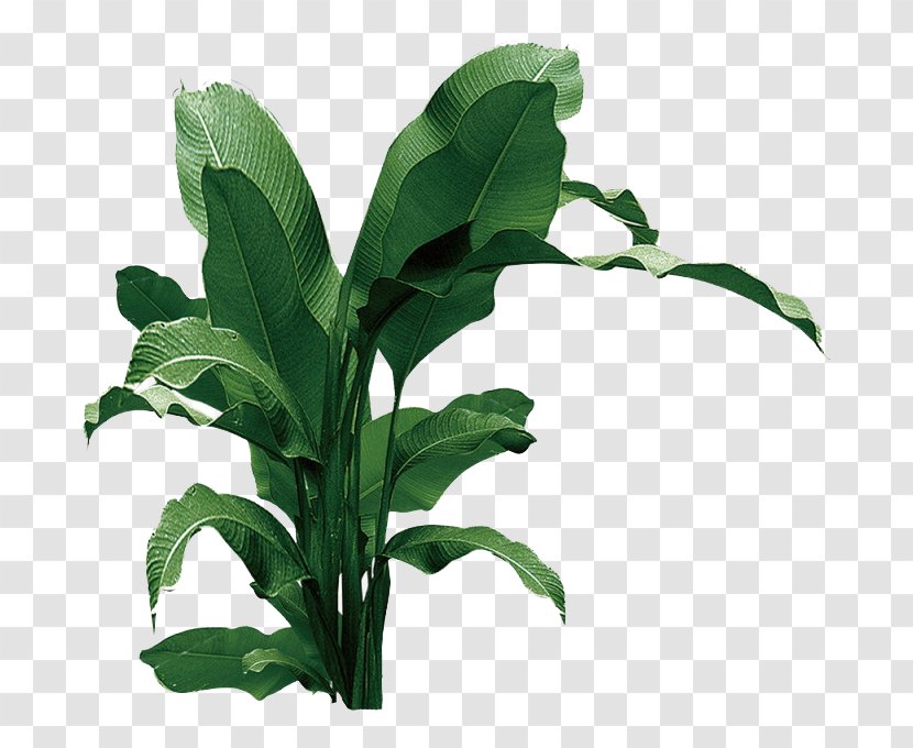 Download Leaf Musa Basjoo - Grass - A Banana Tree Transparent PNG