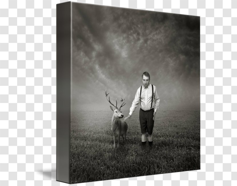 Reindeer Photography Picture Frames Antler Transparent PNG