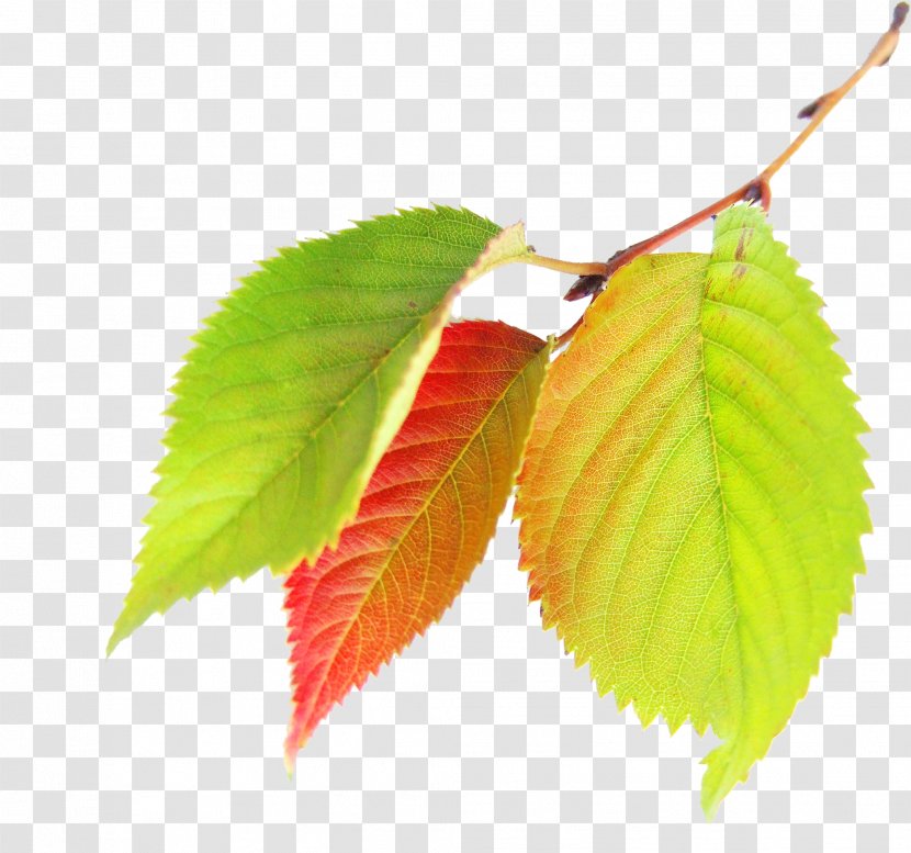 Maple Leaf Autumn - Plant - Leaves Transparent PNG