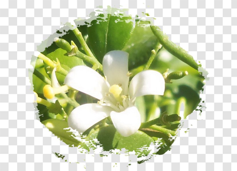 Thailand Phleng ดอกไม้เมือง ล้านนา - Html5 Video - Web Browser Transparent PNG