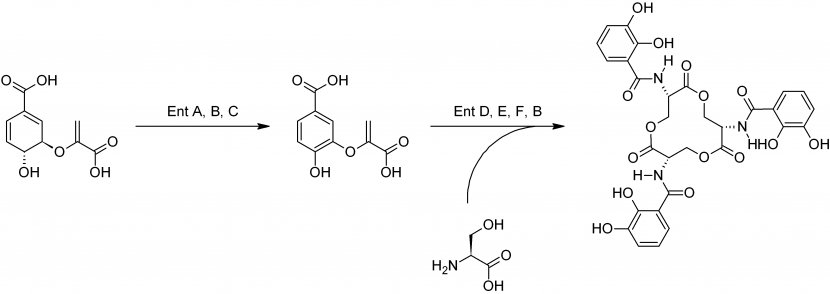 Enterobactin Siderophore Iron Ferric Bacteria - Pathogen Sterilized Transparent PNG