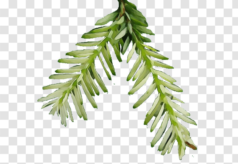 Yellow Fir Shortleaf Black Spruce Plant Leaf Oregon Pine Transparent PNG