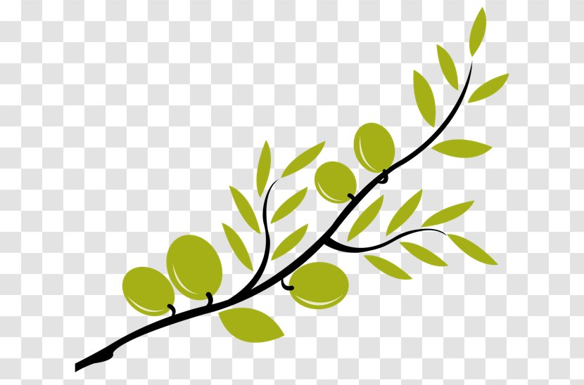 Olive Branch Mediterranean Cuisine Clip Art - Tree - Transparent Cliparts Transparent PNG