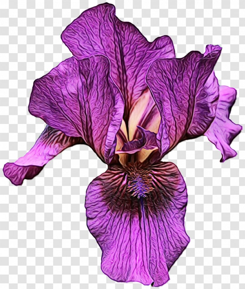 Purple - Iris Transparent PNG