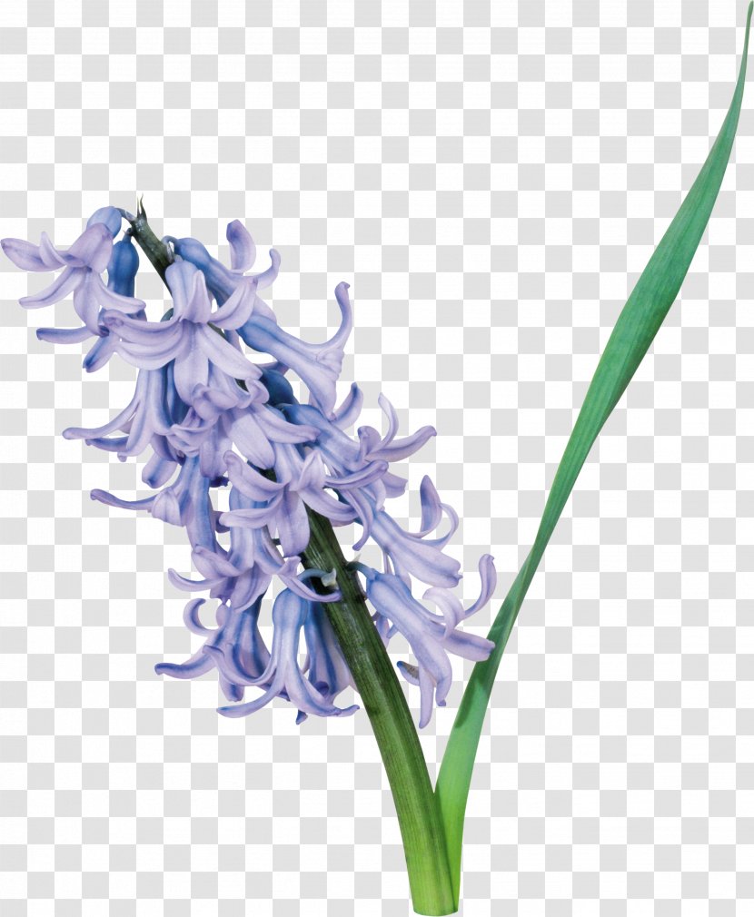 Cut Flowers Hyacinth Clip Art - Lilac - Purple Flower Transparent PNG