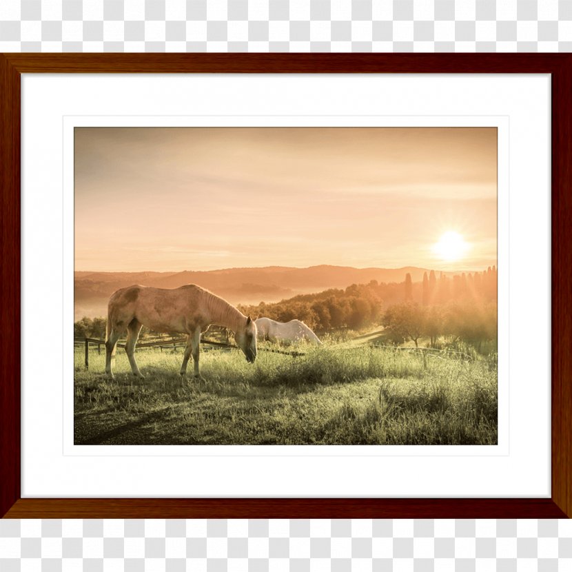 Horse Stock Photography - Picture Frame Transparent PNG