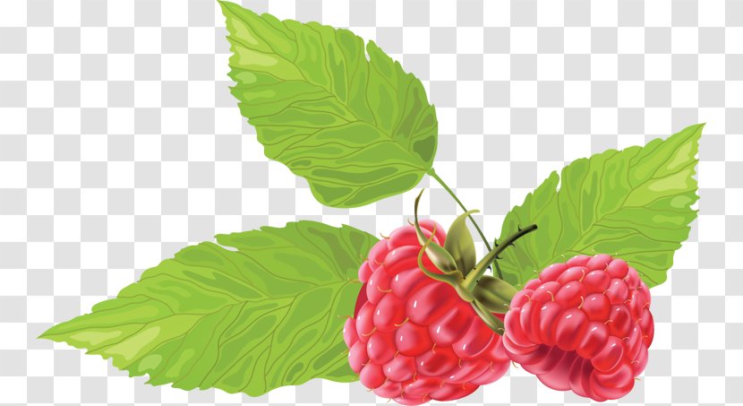 Raspberry - Boysenberry - Superfood Transparent PNG