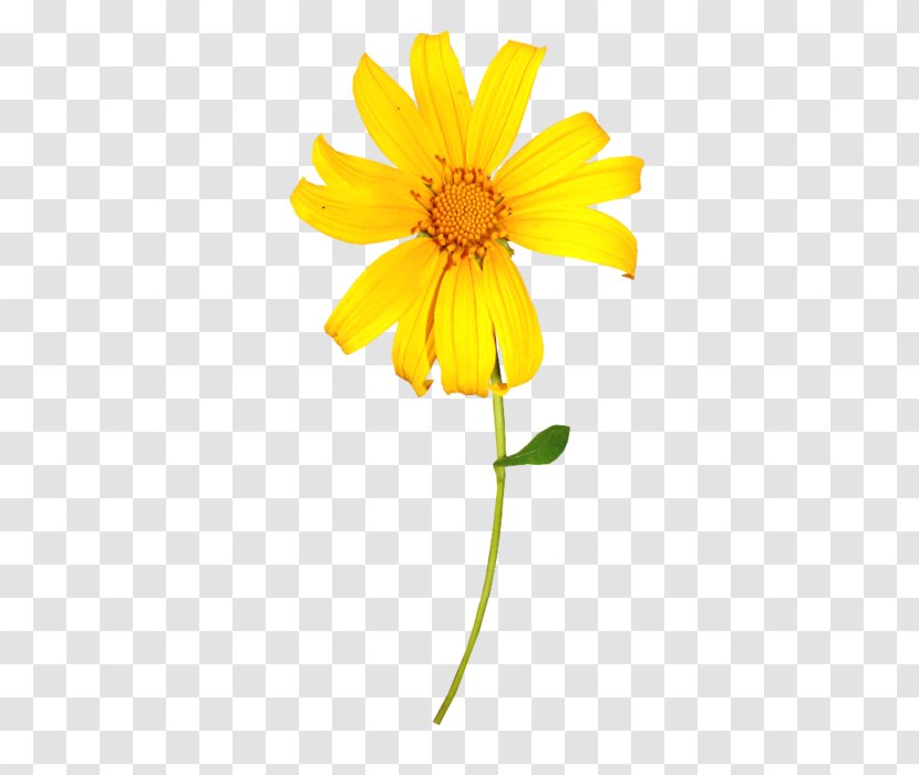 Yellow Flower Chrysanthemum Indicum - Daisy Transparent PNG