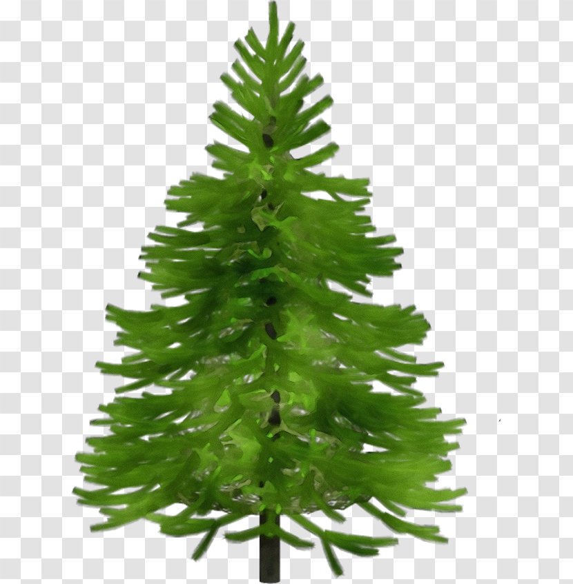 Shortleaf Black Spruce Balsam Fir Yellow White Pine Colorado - Tree Canadian Transparent PNG