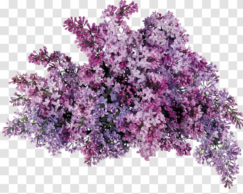 Lavender Lilac Clip Art - Hedge Shrub Transparent PNG
