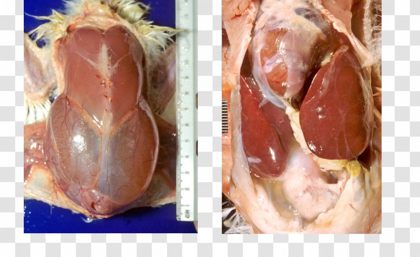 Bayonne Ham Pig's Ear Offal Poultry - Frame Transparent PNG