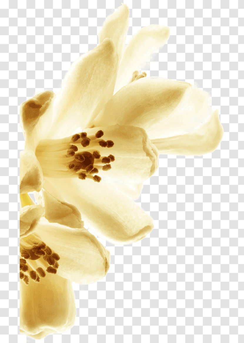 Chanel Grasse Tuberose Petal Flower - Female - Fragrant Flowers Transparent PNG