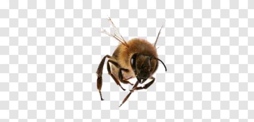 Stinger Italian Bee Bombus Hortorum Pterygota Apidae - Bumblebee - Sketch Transparent PNG