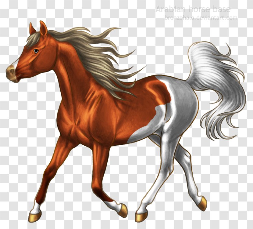 Arabian Horse Pony Mustang Stallion Foal - Coming Soon Transparent PNG
