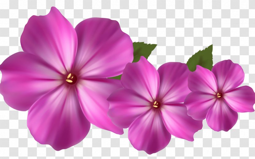Pink Flower Cartoon - Morning Glory - Perennial Plant Melastome Family Transparent PNG