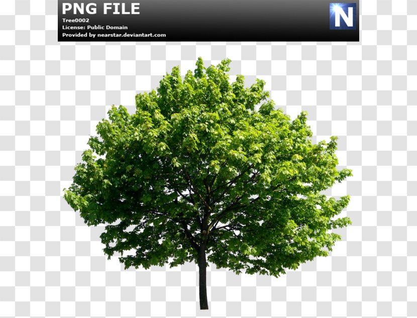 Tree Ulmus Minor Lossless Compression - Data - Ficus Transparent PNG