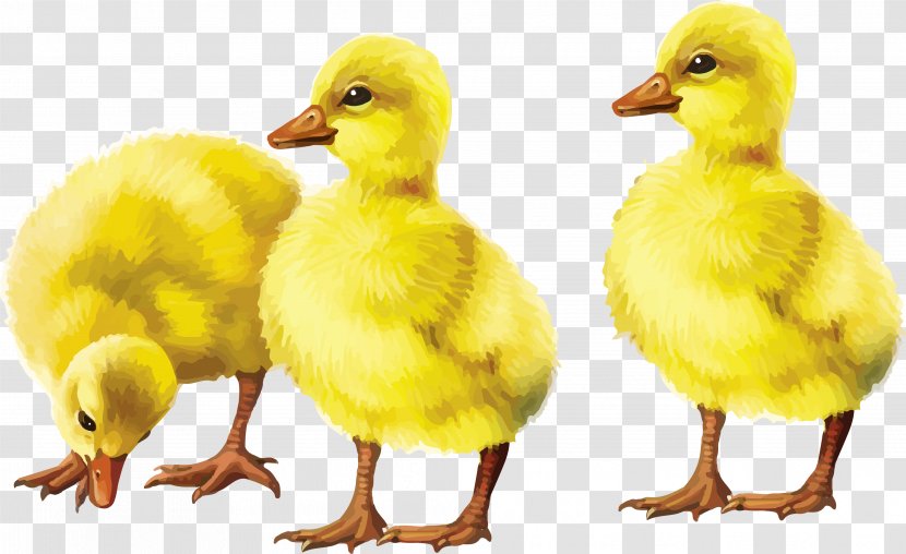 Domestic Duck Bird Goose Baby Duckling Transparent PNG