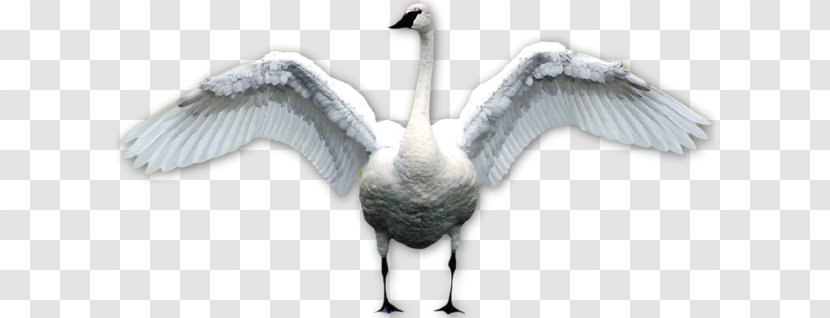 Duck Bird Mute Swan Black - Grey Geese Transparent PNG