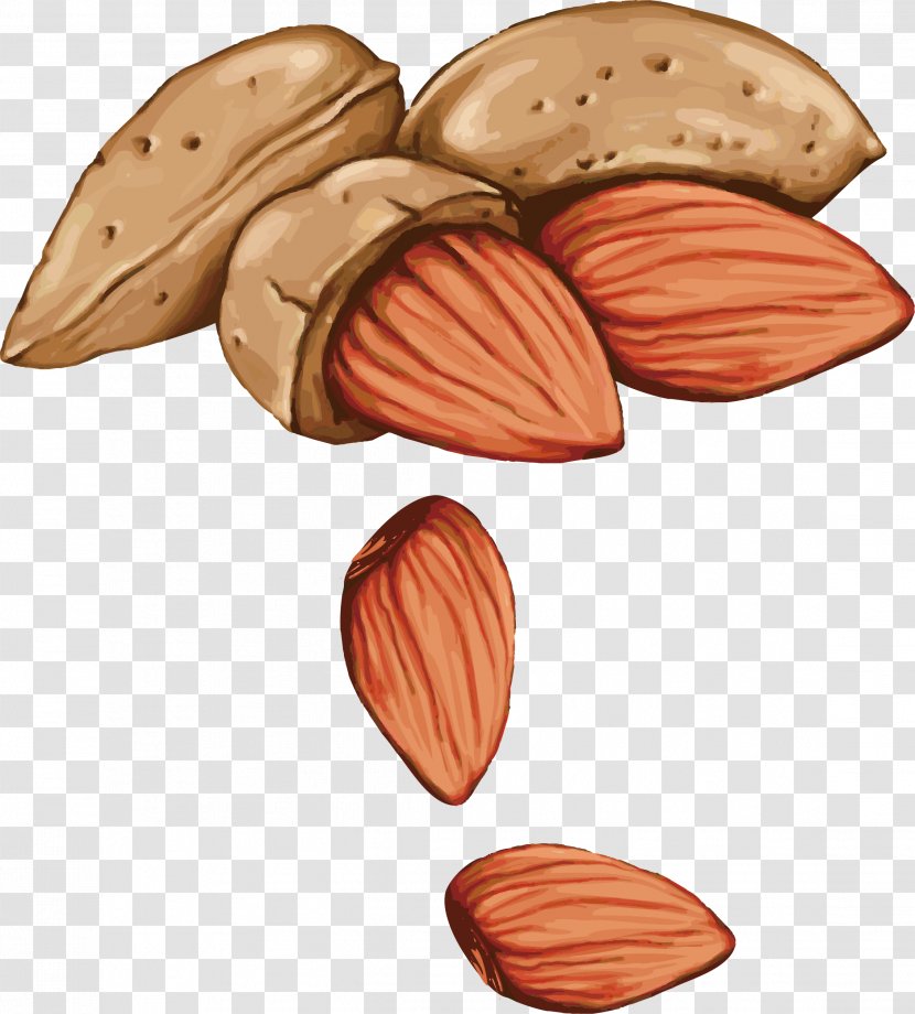 Tree Nut Allergy Drawing Seed - Stock Photography - Hand-painted Almond Vector Transparent PNG