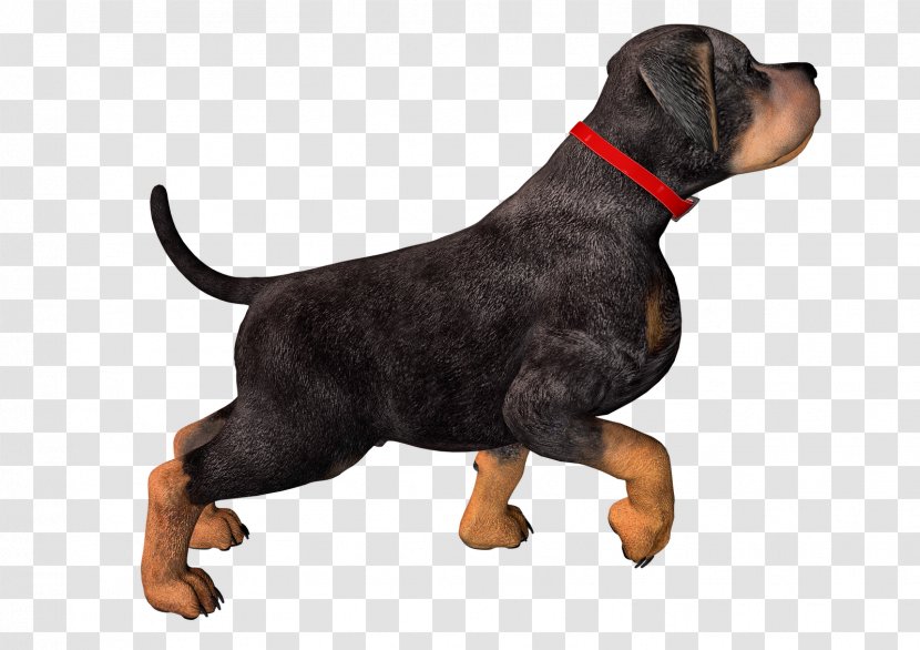 Rottweiler Puppy Clip Art - Dog - Dogs Transparent PNG