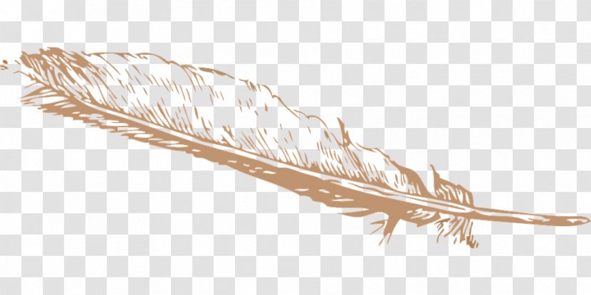 Feather Clip Art - Grass Family Transparent PNG