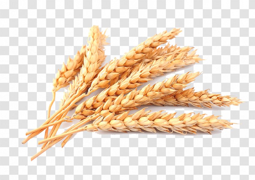 Cereal Stock Photography Common Wheat Ear Transparent PNG