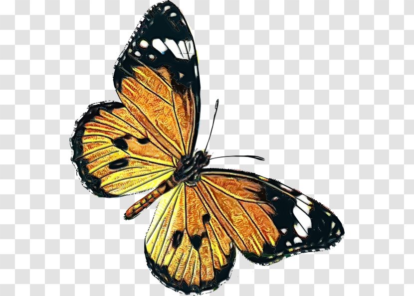 Watercolor Butterfly Background - Apollo - Pieridae Viceroy Transparent PNG