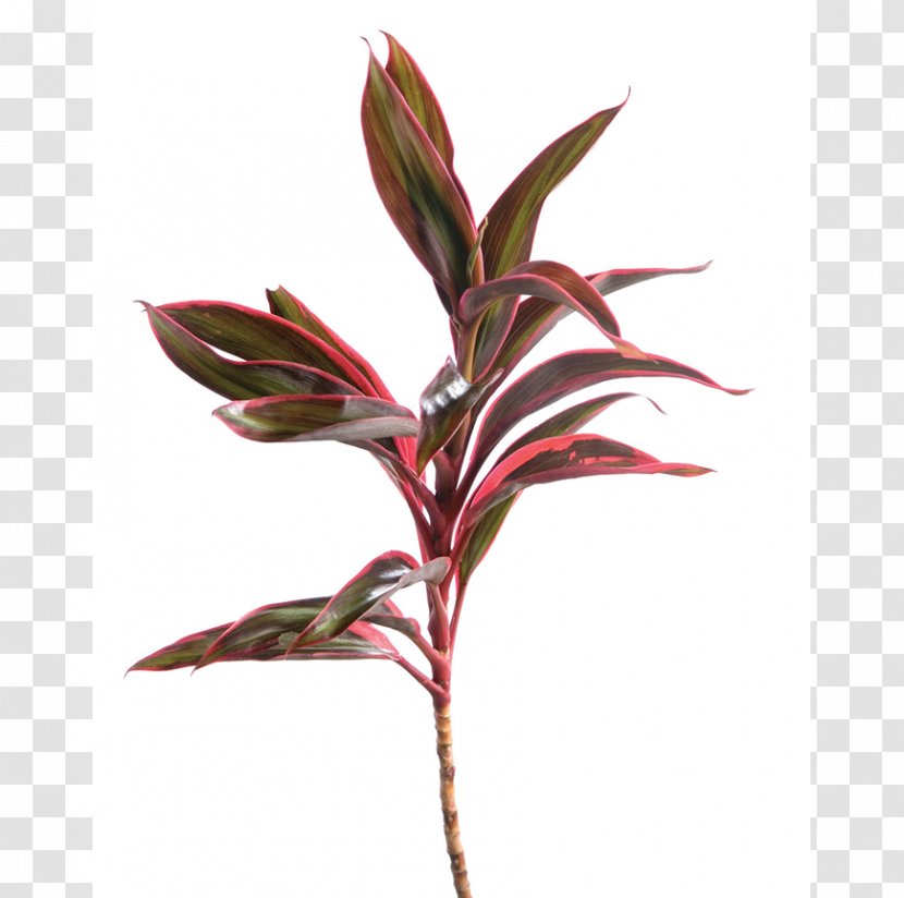 Swiss Cheese Plant Follaje Devil's Ivy Philodendron Cordatum - Dracaena - Indoors Transparent PNG
